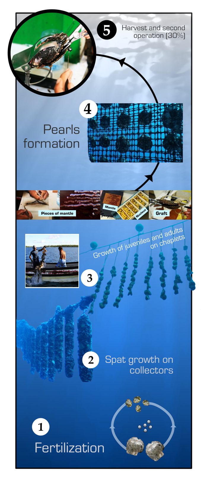 Processus de culture de la perle de Tahiti